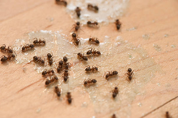 Best Best Pest Control Near Me  in Landover, MD