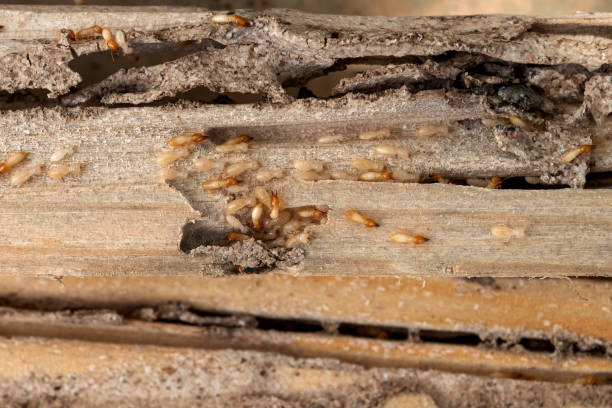 Wildlife Control Services in Landover, MD